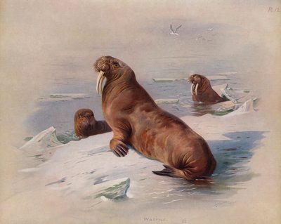 Walrus door Archibald Thorburn